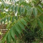 Rhus succedanea Lapas