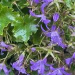 Campanula garganica Квітка