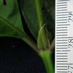 Psychotria microbotrys Corteza