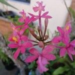 Epidendrum ibaguense花