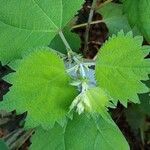 Boehmeria platanifolia Leaf