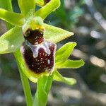 Ophrys sphegodes പുഷ്പം