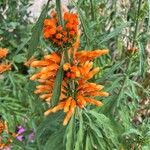 Leonotis leonurus花