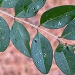 Ligustrum sinense List