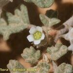 Neurada procumbens Annet