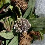 Valeriana pycnantha Λουλούδι