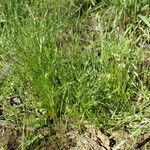 Juncus rechingeri Habit