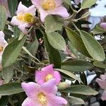 Lagunaria patersonia Kwiat