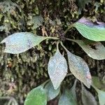 Antrophyum mannianum Hoja