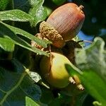 Quercus garryana Fruto