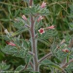 Echium asperrimum Flower