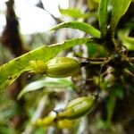 Angraecum obversifolium Vrucht