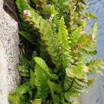 Asplenium marinum Leaf