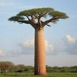 Adansonia grandidieri Corteccia