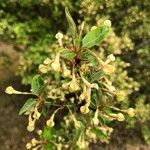 Elaeagnus multiflora Blomma