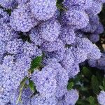 Ceanothus arboreusफूल