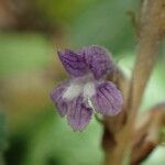 Orobanche nana Кветка