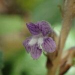 Orobanche nana Flower