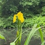 Iris pseudacorus Hostoa