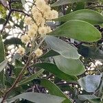 Acacia melanoxylon Blomst