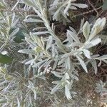 Lavandula latifolia Leaf