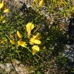 Ulex parviflorus অভ্যাস