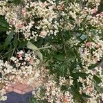 Ceratopetalum gummiferum Flor
