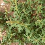 Oxybasis glauca ফুল