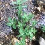 Mentha longifolia Fuelha