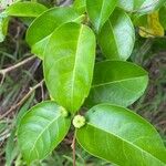 Glochidion myrtifolium Fruit