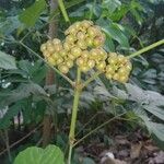 Leea guineensis 果