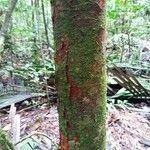 Brosimum acutifolium Corteza