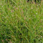 Epilobium coloratum Leaf