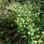 Hypericum elodes موطن