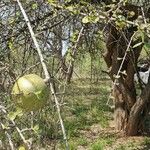 Strychnos madagascariensis Fruit