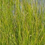 Juncus filiformis 形態