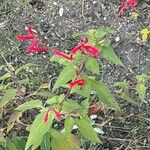 Salvia elegansΦύλλο