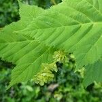 Acer capillipes Fuelha