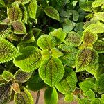 Pilea involucrata Ліст