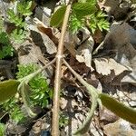 Viburnum lantanoides Leaf