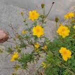 Cosmos sulphureus Bloem