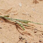 Farsetia stylosa Fruit