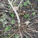 Cotoneaster divaricatus Habit