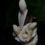 Goeppertia warszewiczii Blüte