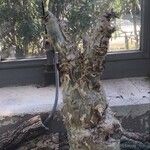 Cyphostemma juttae Hoja