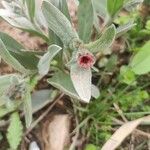 Pardoglossum cheirifolium Flower