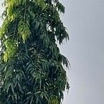 Polyalthia longifolia Φύλλο