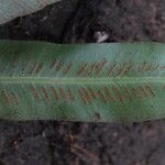 Asplenium subintegrum Лист