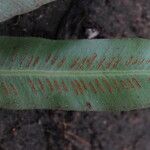 Asplenium subintegrum Leaf