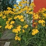 Rudbeckia nitida Квітка